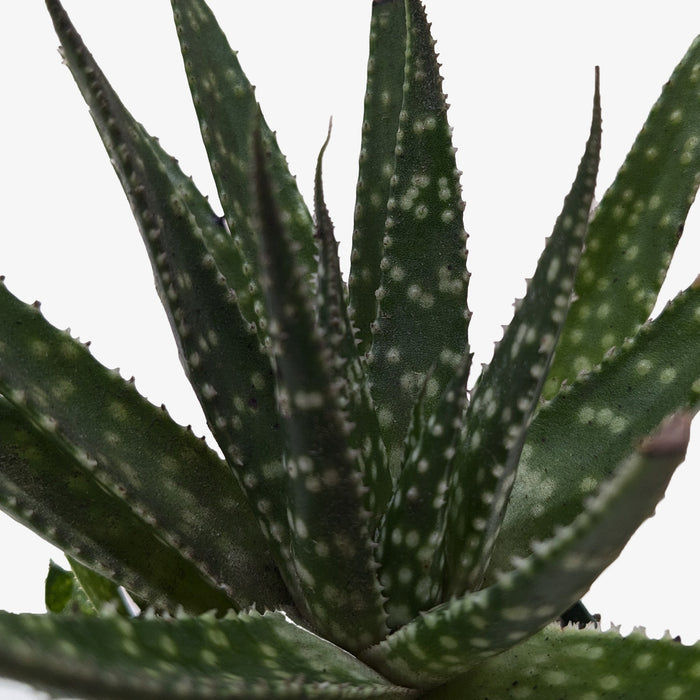 Succulent Haworthia Limifolia