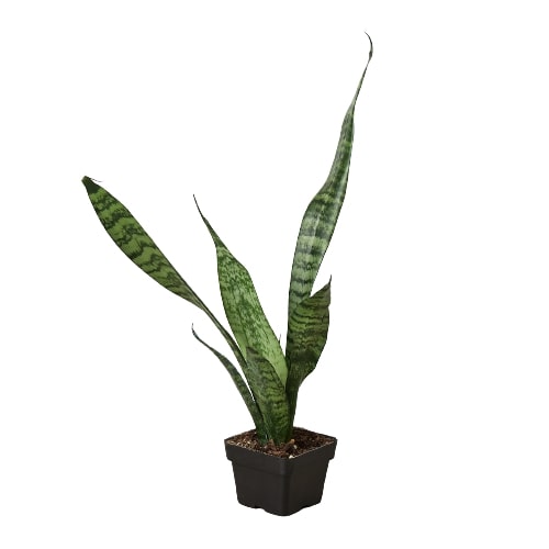 Snake Plant Zeylanica with tall upright dark green leaves marked with distinctive light banding