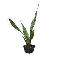Snake Plant Zeylanica with tall upright dark green leaves marked with distinctive light banding