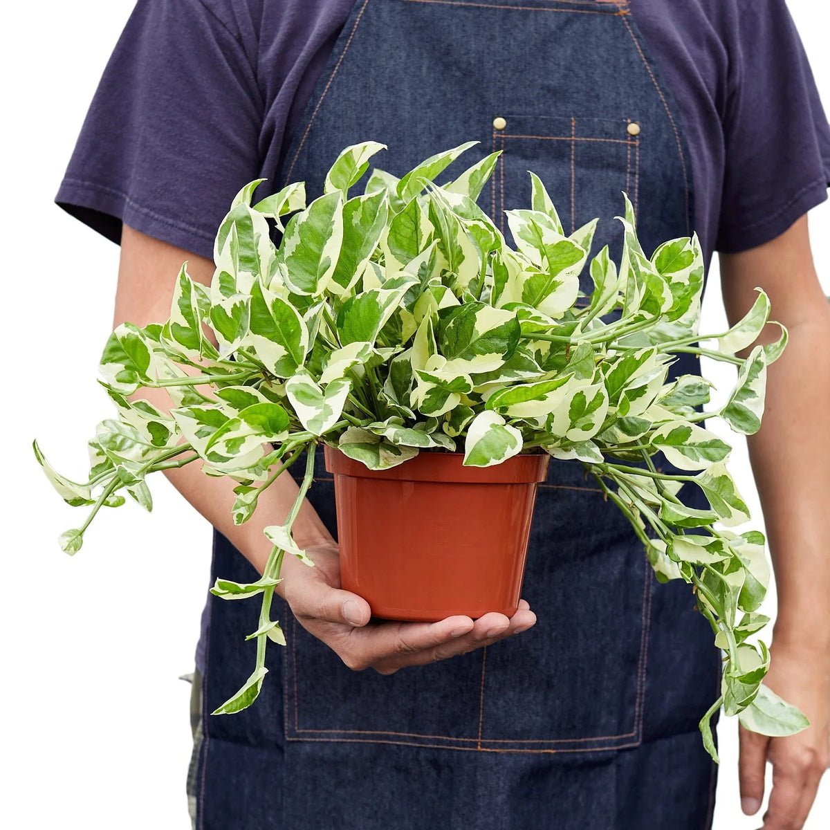 Pothos N'Joy trailing vine with crisp white and green variegated leaves in nursery pot
