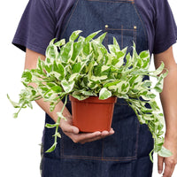 Pothos N'Joy trailing vine with crisp white and green variegated leaves in nursery pot