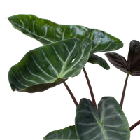 Alocasia 'Ebony'