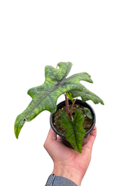 Alocasia 'Jacklyn'