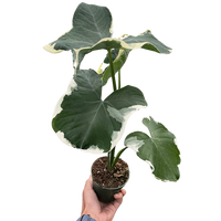 Alocasia 'Mickey Mouse' (Xanthosoma sagittifolium 'Variegatum Monstrosum')