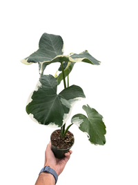 Alocasia 'Mickey Mouse' (Xanthosoma sagittifolium 'Variegatum Monstrosum')