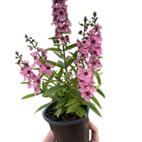 Angelonia