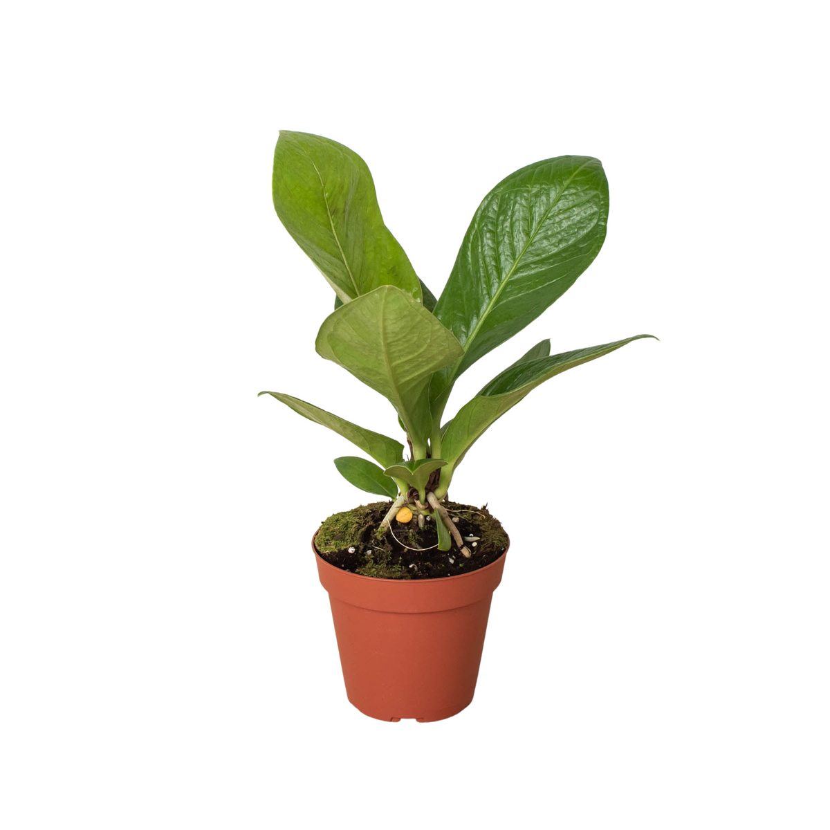 strap anthurium Anthurium Cobra
