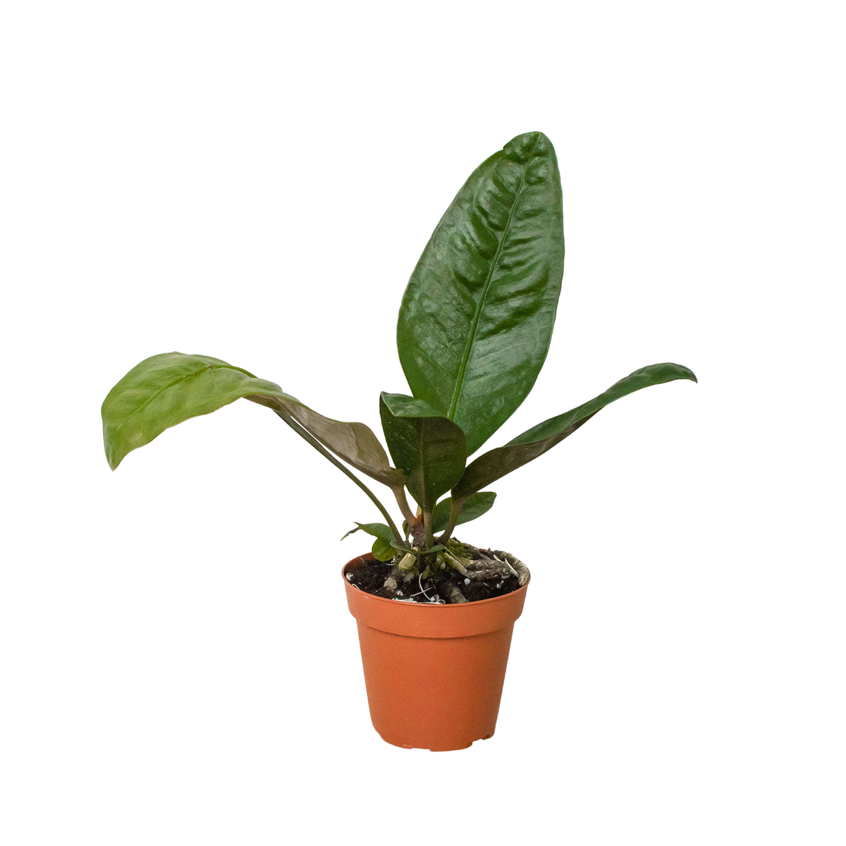 anthurium paddle leaf Anthurium Superbum