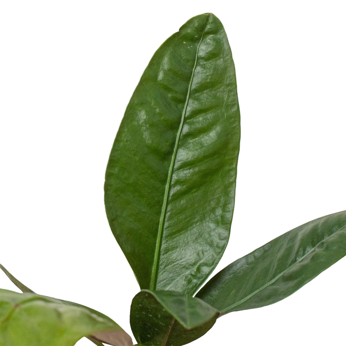 paddle leaf anthurium Anthurium Superbum