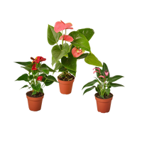 3 Anthurium Variety Pack- All Different Colors - 4" Pots