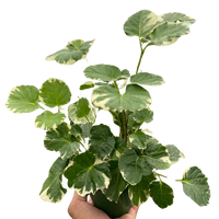 Aralia 'Balfouriana'