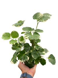 Aralia 'Balfouriana'