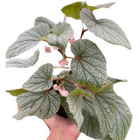 Begonia 'Frosty'