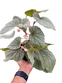 Begonia 'Frosty'