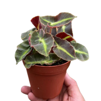 Begonia 'Striped'