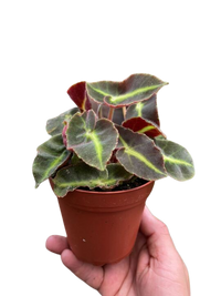 Begonia 'Striped'