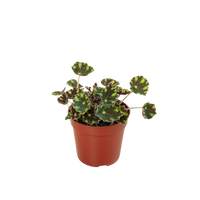 Begonia Tiger Paws - 4" Pot