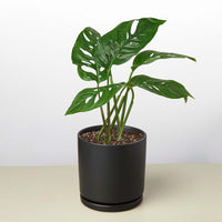 Monstera Adansonii 'Swiss Cheese'