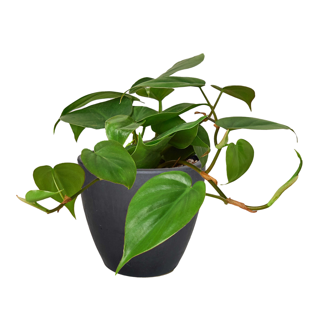 Philodendron Cordatum Heartleaf trailing vine with glossy dark green heart-shaped leaves