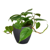 Philodendron Cordatum Heartleaf trailing vine with glossy dark green heart-shaped leaves