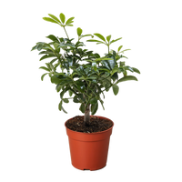 Bonsai Schefflera Arboricola