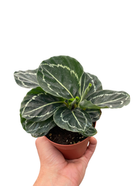 Calathea 'Green Goddess'