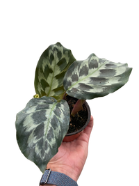 Calathea 'Kennedy'