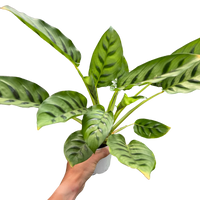Calathea Leopardina