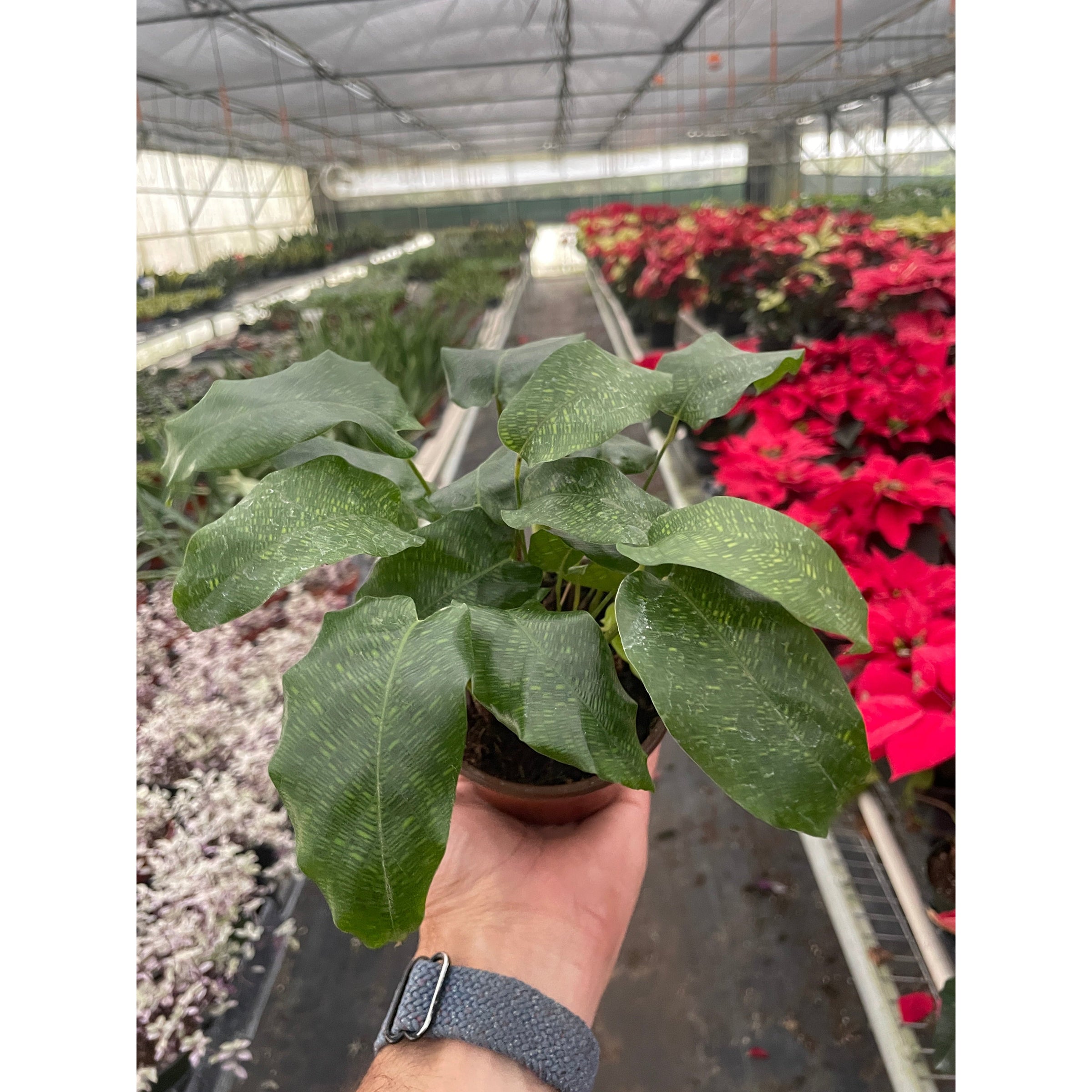 mosaic prayer plant Calathea Musaica