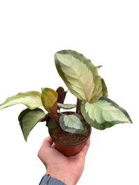 Calathea 'Picturata'