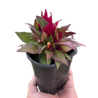 Celosia