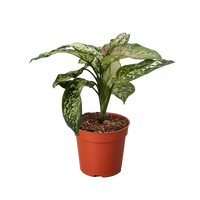 Chinese Evergreen 'Wishes'