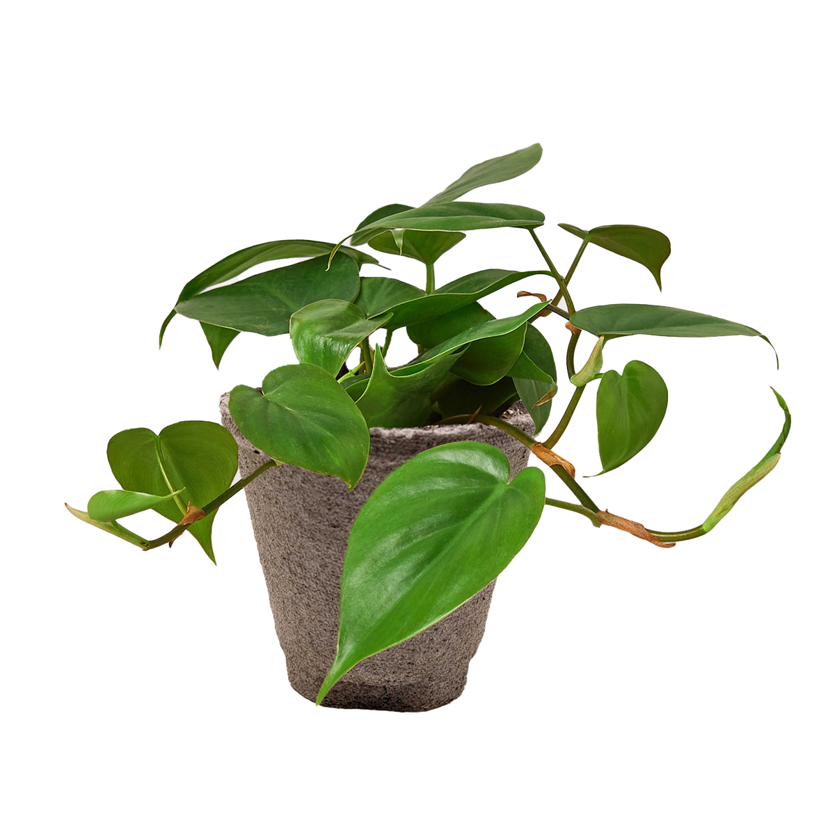 Philodendron Cordatum Heartleaf trailing vine with glossy dark green heart-shaped leaves