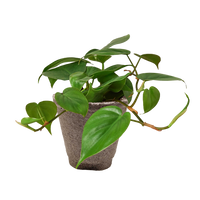 Philodendron Cordatum Heartleaf trailing vine with glossy dark green heart-shaped leaves