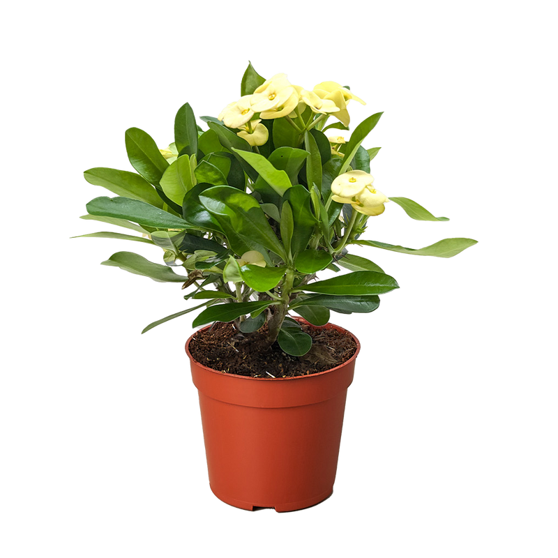is crown of thorns plant a succulent Crown of Thorns