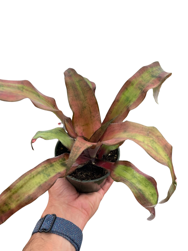 Cryptanthus 'Calypso'