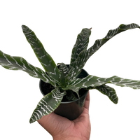 Cryptanthus 'Betty'