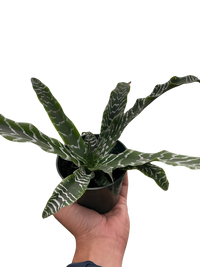 Cryptanthus 'Betty'