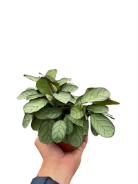 Ctenanthe burle-marxii 'Amagris'