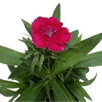 Dianthus