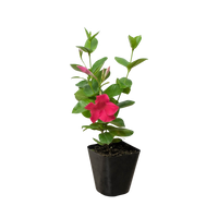 Dipladenia Premier Hot Pink