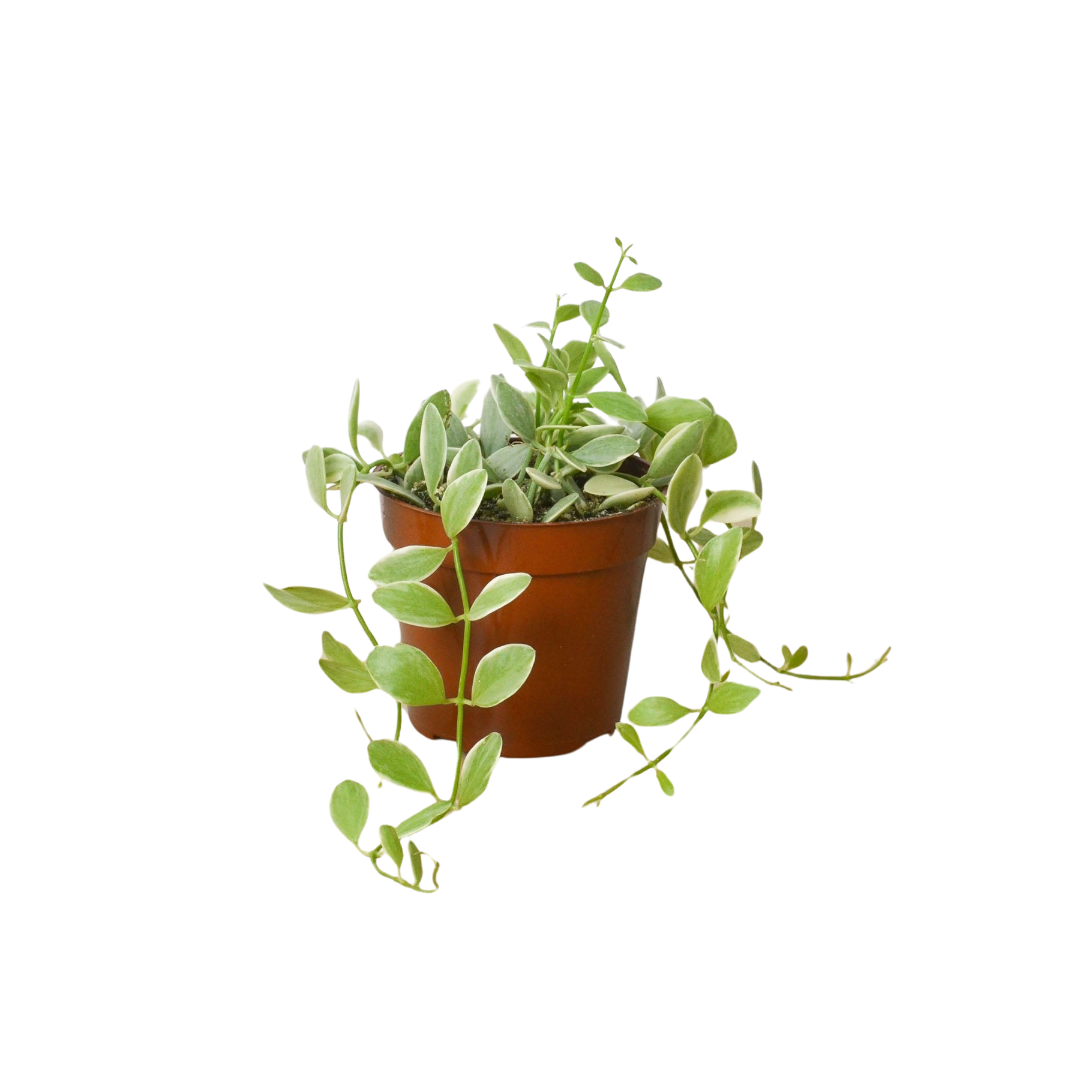 tiny leaf succulent Succulent Dischidia Cascade