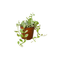 Succulent Dischidia Cascade