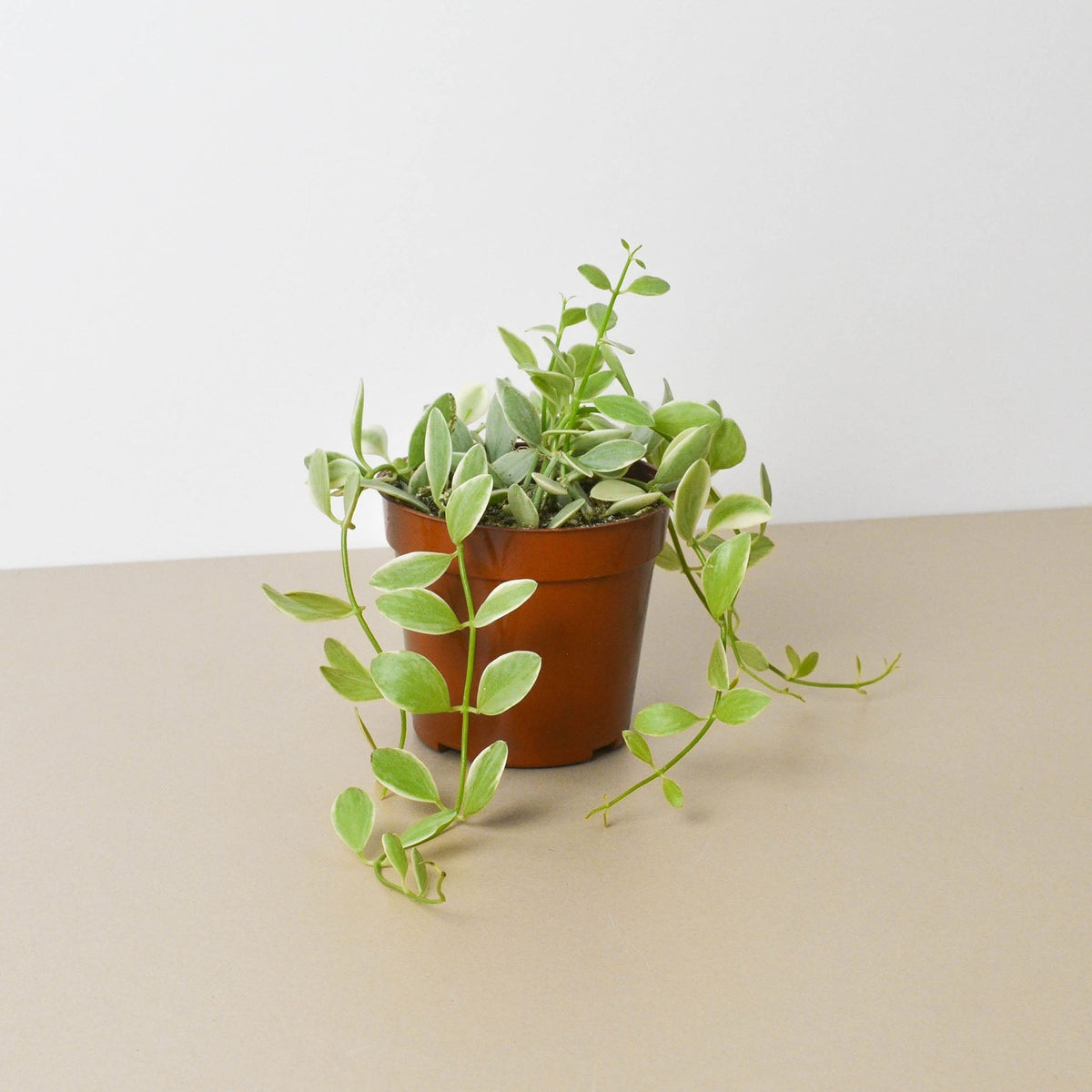 succulent with tiny round leaves Dischidia Cascade