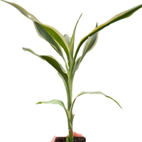 Dracaena 'Sanderiana'