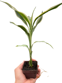 Dracaena 'Sanderiana'