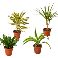 4 Different Dracaenas Variety Pack - Live House Plant - 4" Pot