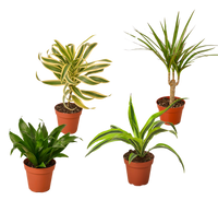 4 Different Dracaenas Variety Pack - Live House Plant - 4" Pot