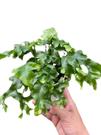 Fern 'Nicolas Diamond'