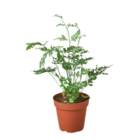 Fern 'Silver Lace'